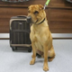 Illustration for article titled The Real Story of Why This Dog Was Abandoned With a Suitcase of Toys